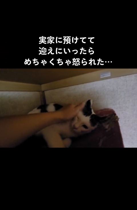 なでられてる