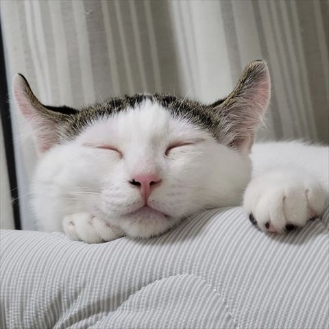 寝てる猫