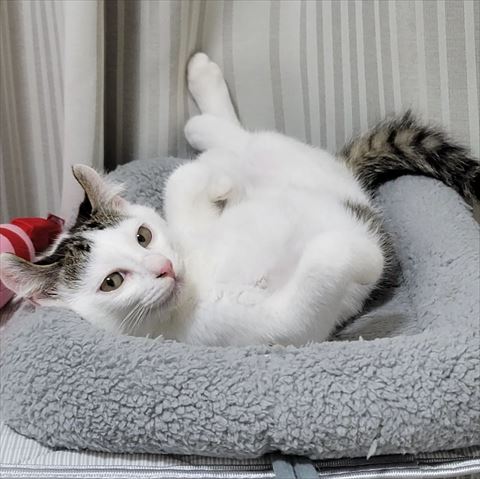 仰向けで振り返る猫ちゃん