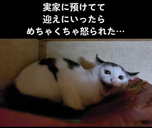 威嚇する猫ちゃん