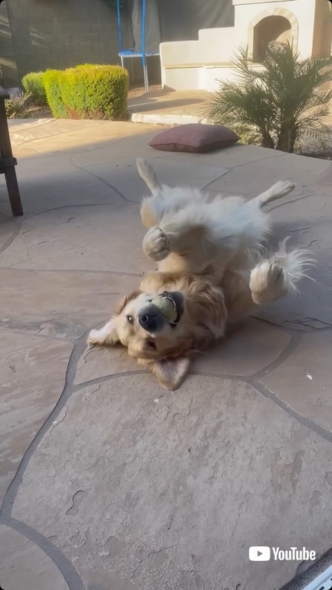 キャッチできて喜ぶワンコ