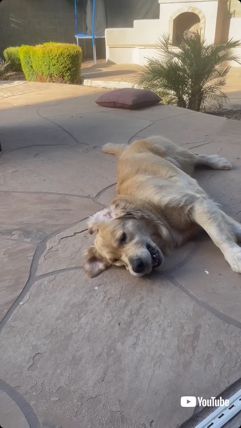 寝転がるワンコ