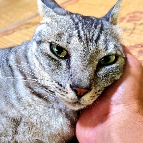 猫のダイちゃん