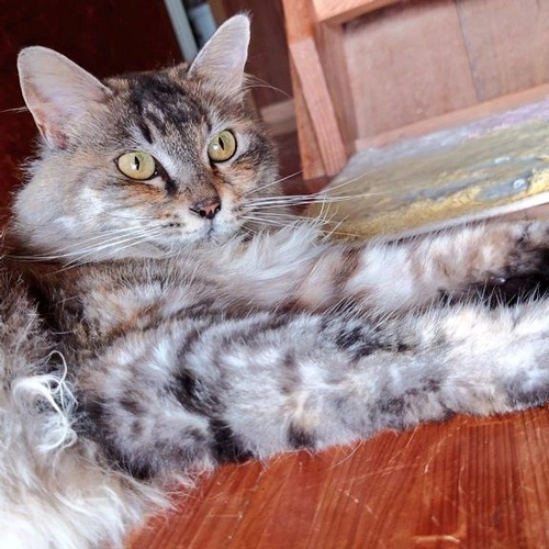 猫のフワリちゃん