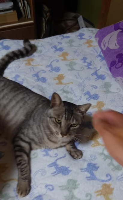 不満げな猫の大五郎くん