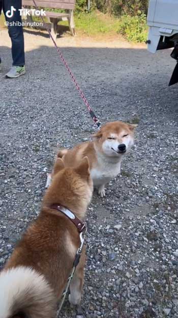 母犬と再会した柴犬