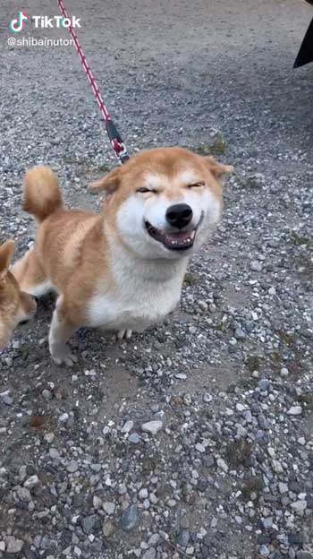 母犬と再会した柴犬