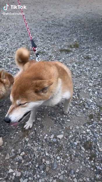 母犬と再会した柴犬