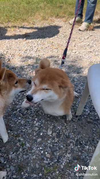 母犬と再会した柴犬