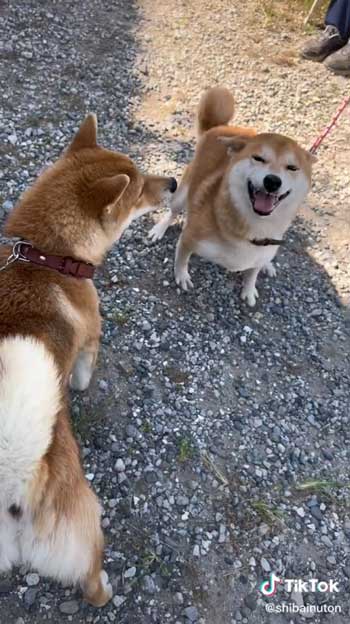 母犬と再会した柴犬