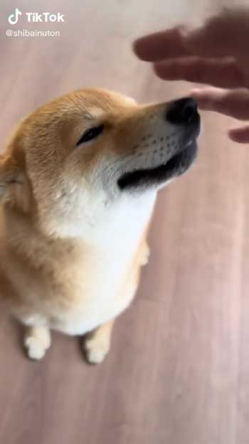 母犬と再会した柴犬