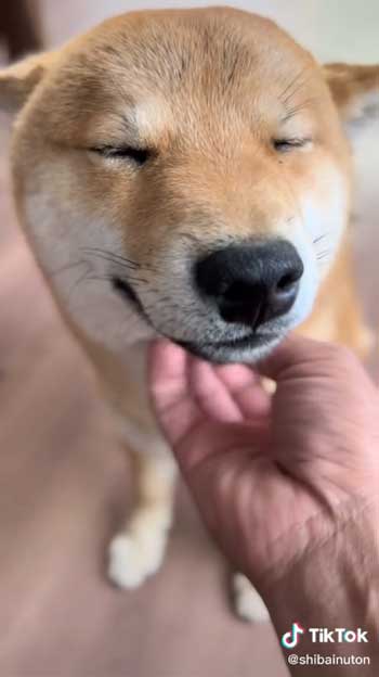 母犬と再会した柴犬