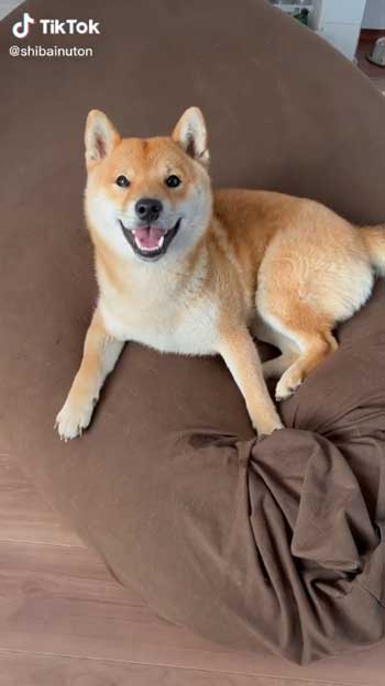 母犬と再会した柴犬