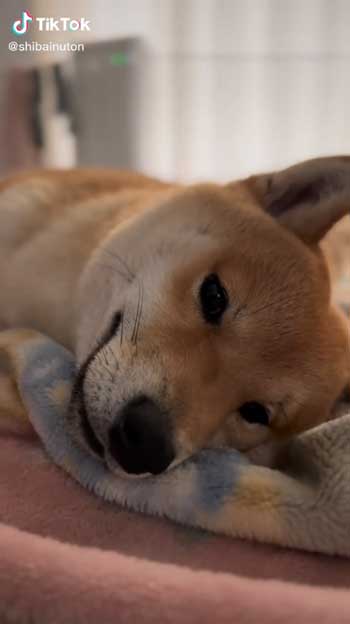 母犬と再会した柴犬