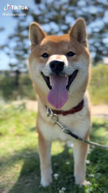 母犬と再会した柴犬