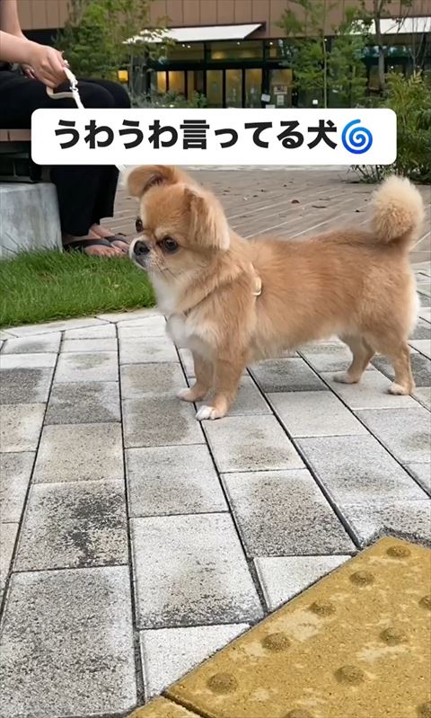 サイレン反応犬