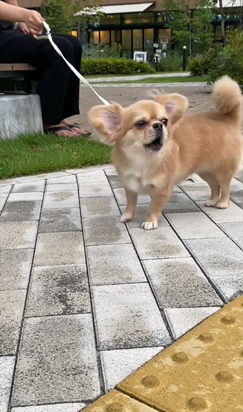 右向いてないてる