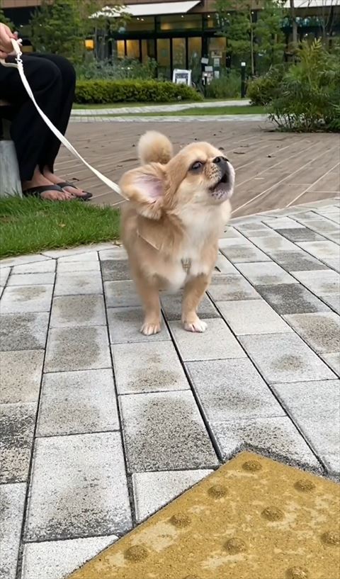 正面むいて鳴いてる