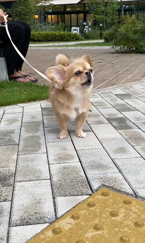 目細めて鳴いてる