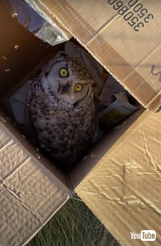 箱に入ったフクロウ