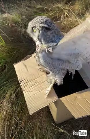 箱から出たフクロウ