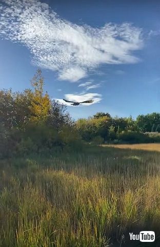 飛んでいくフクロウ