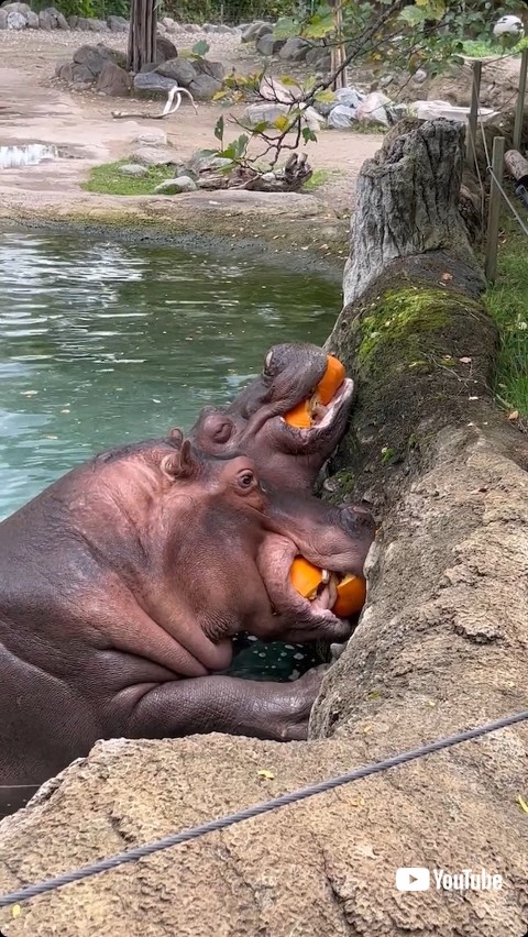 かぼちゃをかみ砕くカバ