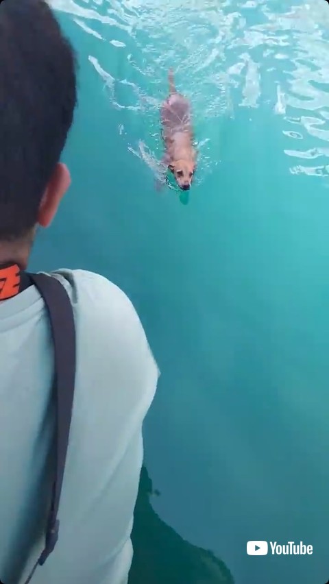 水をさまようワンコ