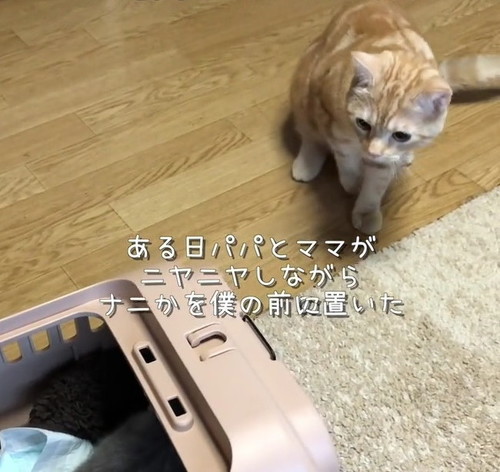 寄り添う兄猫