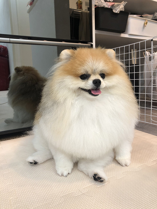 座って正面を見るぺろ丸くん