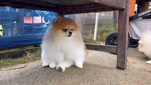 ドッグランポメラニアン