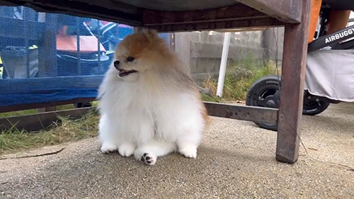 左向くぺろ丸くん