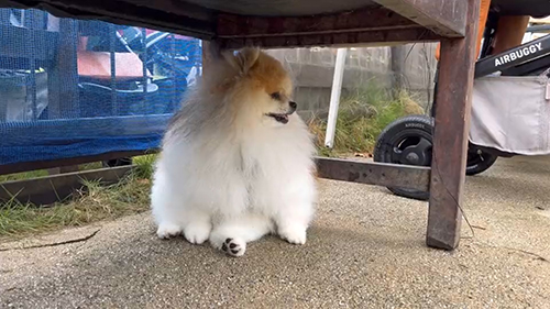 右むくぺろ丸くん