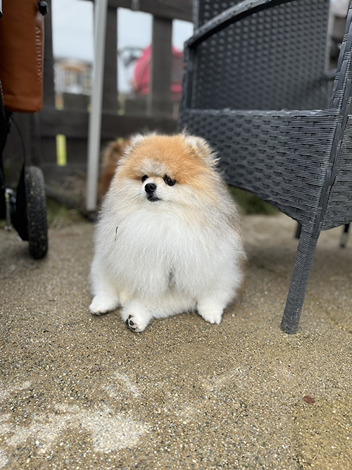 独特な座り方のぺろ丸くん