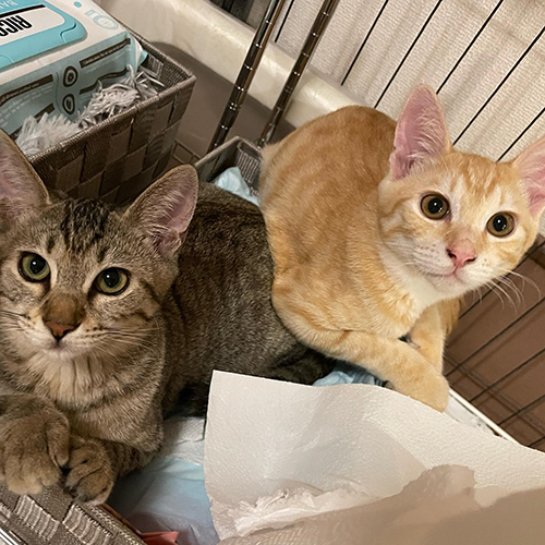 見上げるワカメちゃんとカツオくん