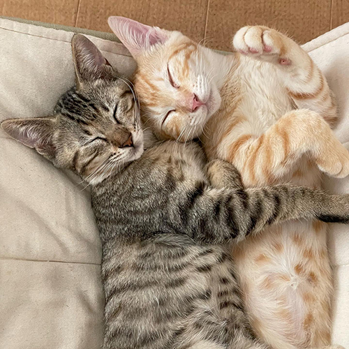 眠るワカメちゃんとカツオくん