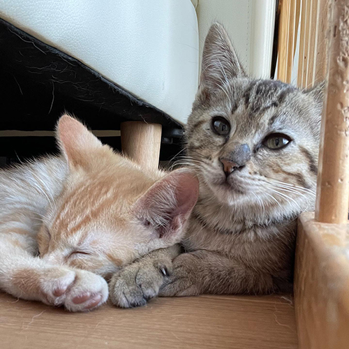 やって来たばかりの2匹