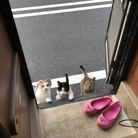 ネコ キャンピングカー 一番焦った 