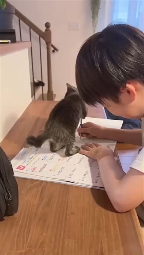 邪魔子猫