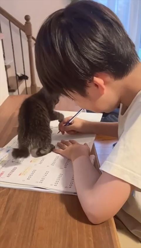 右前足でお兄ちゃんの手をちょん