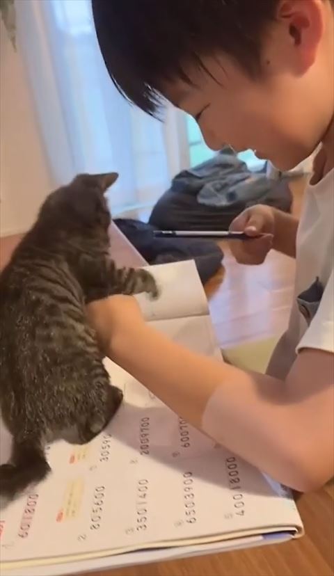 子猫を手でよけるお兄ちゃん