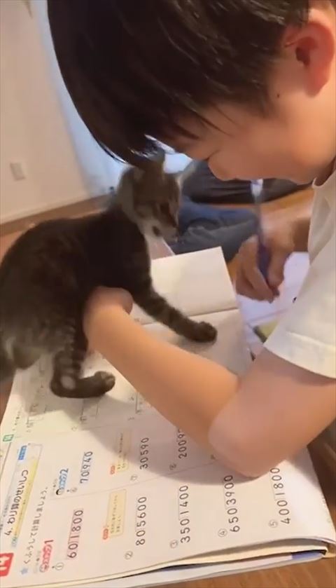 口をあけて鉛筆みる子猫