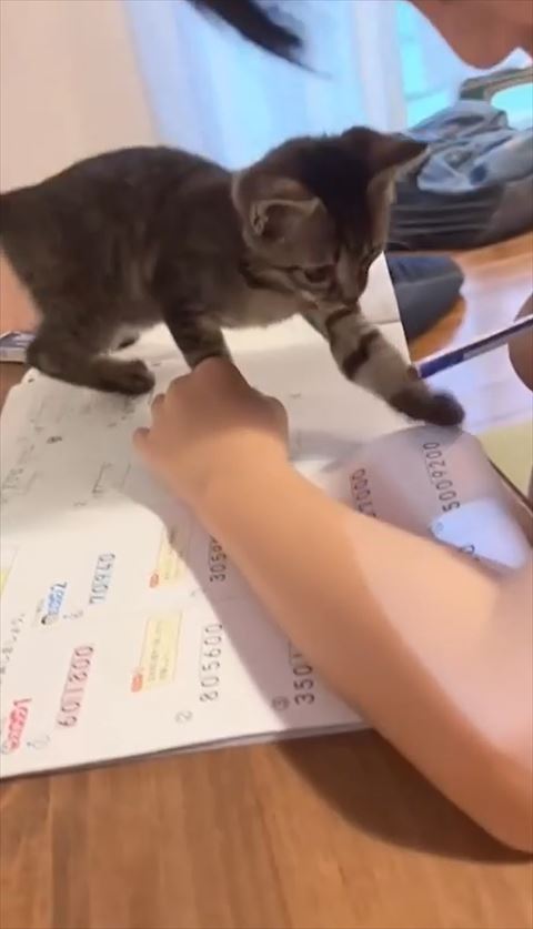 ノートの上を歩く猫