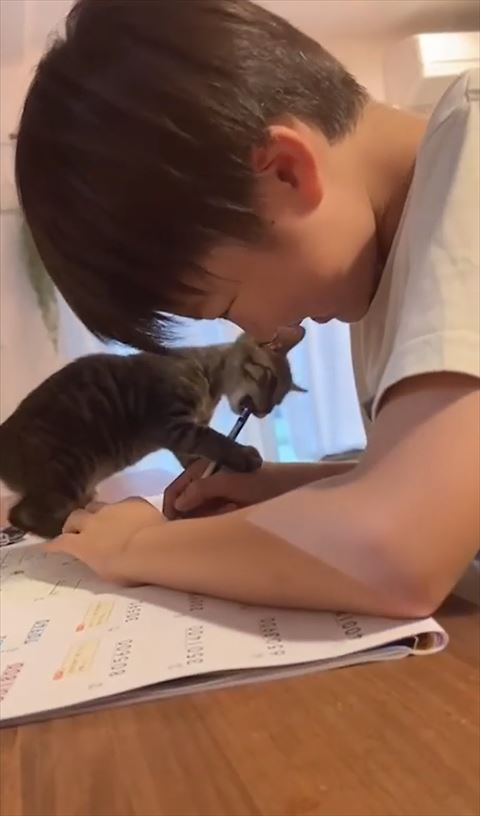 鉛筆かむ猫ちゃん