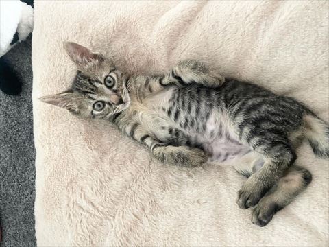 お腹みせる猫ちゃん