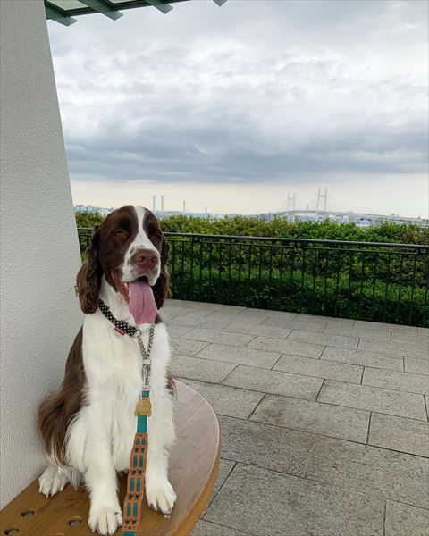 ベイブリッジをバックに座ってるワンコ