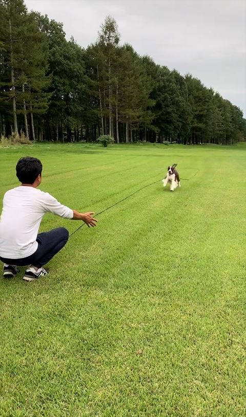 走ってくるワンコ