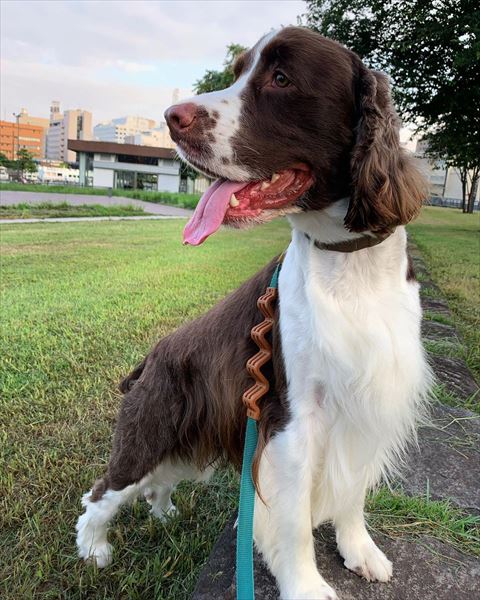 石に乗って遠くを見る犬