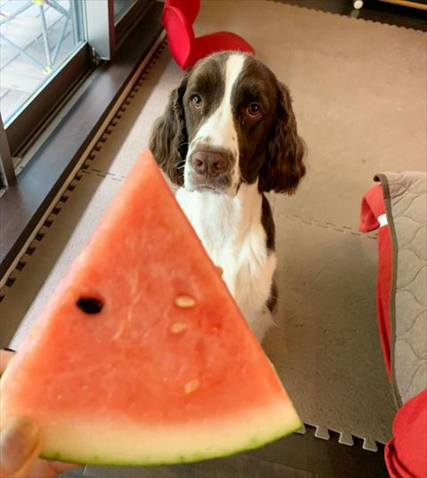 スイカとワンコ画像