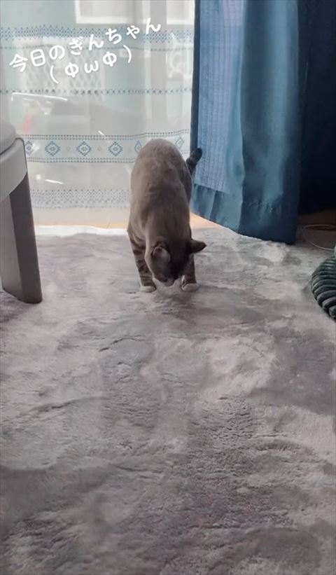 匂いチェック猫